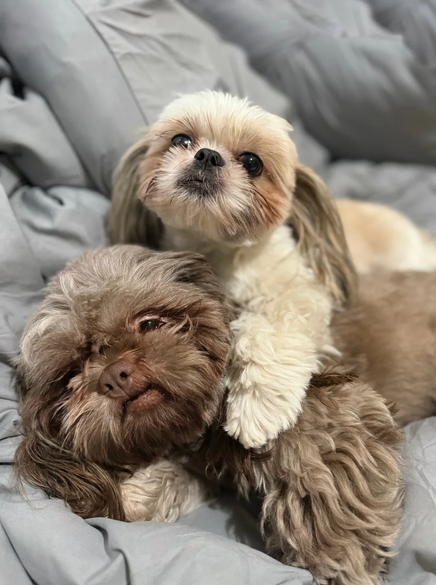 Chewie & Padme